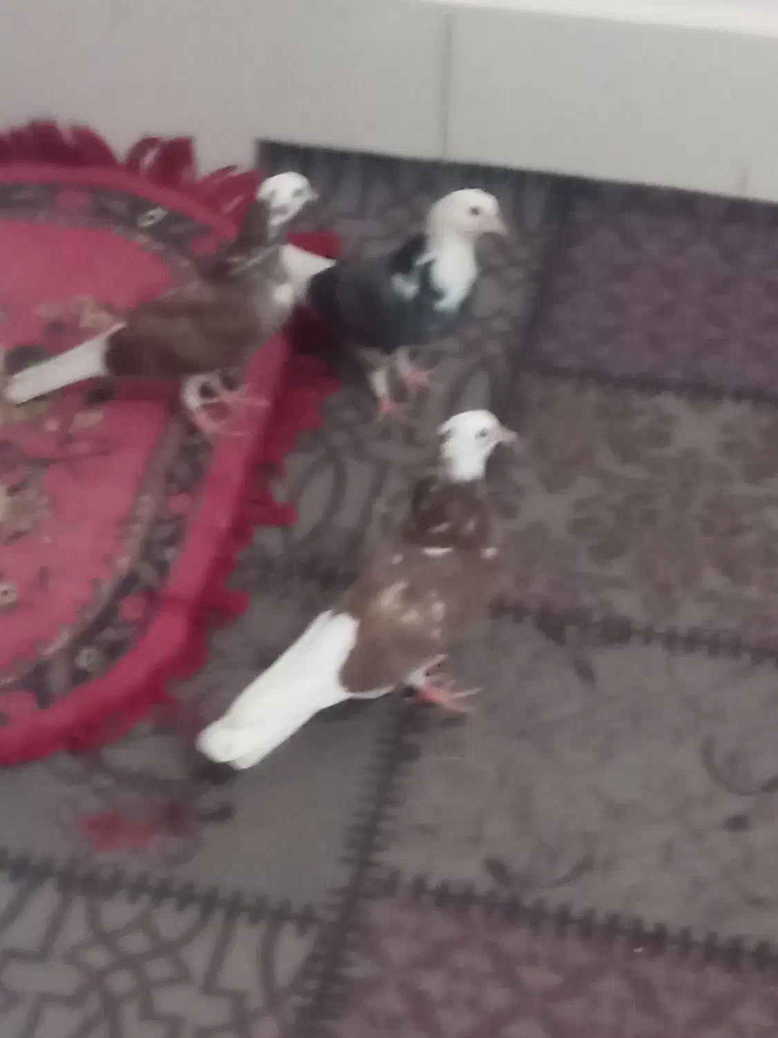 قیمت یک و پنصد|پرنده|زابل, |دیوار