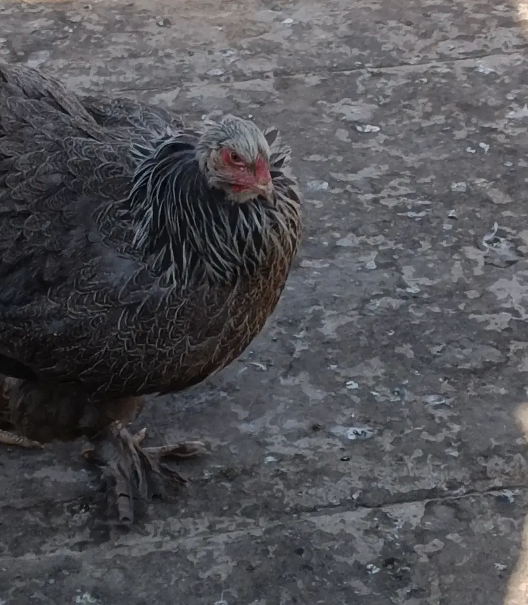 مرغ تخمگذار برهما اصل|حیوانات مزرعه|ورامین, شهرک فجر|دیوار