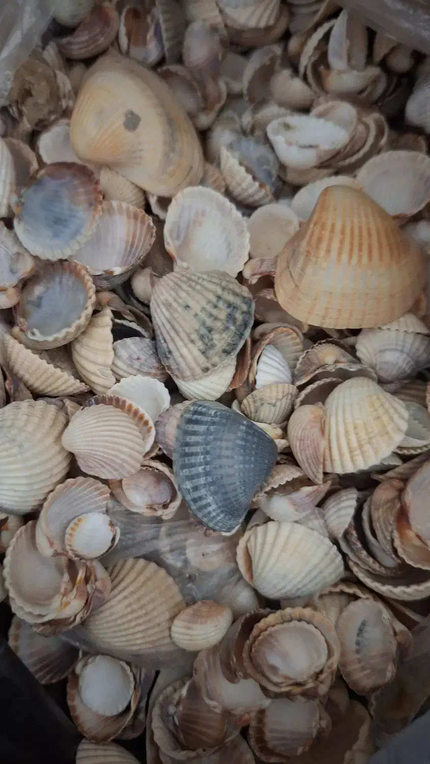 صدف تزیینی|صنایع دستی و سایر لوازم تزئینی|قم, شاه سید علی|دیوار