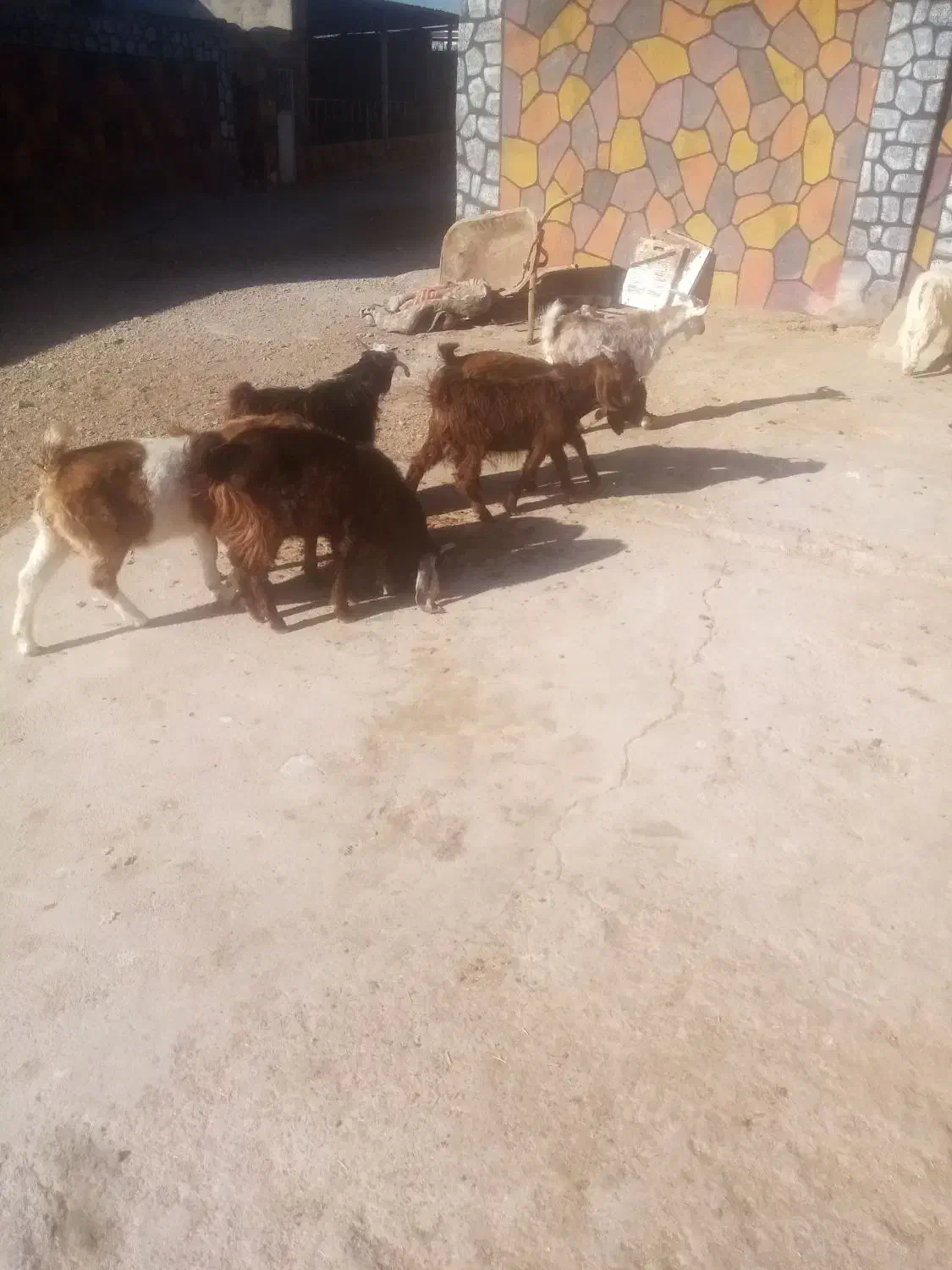 فروش 7راس بزغاله گله گرد نر|حیوانات مزرعه|نیشابور, فضل|دیوار