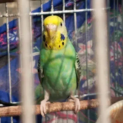 مرغ عشق اسپانگل|پرنده|خرمشهر, |دیوار