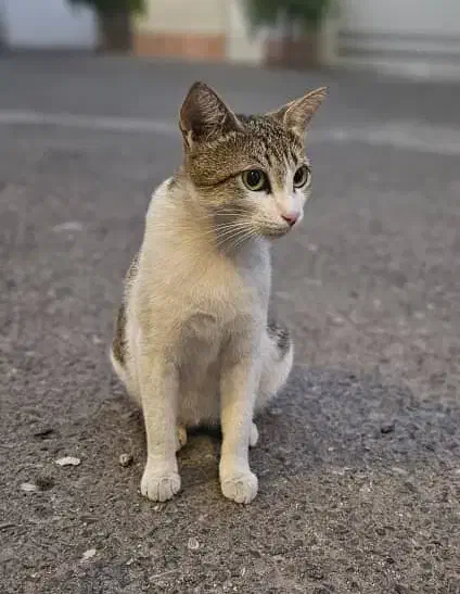 واگذاری گربه|گربه|رشت, چله خانه|دیوار