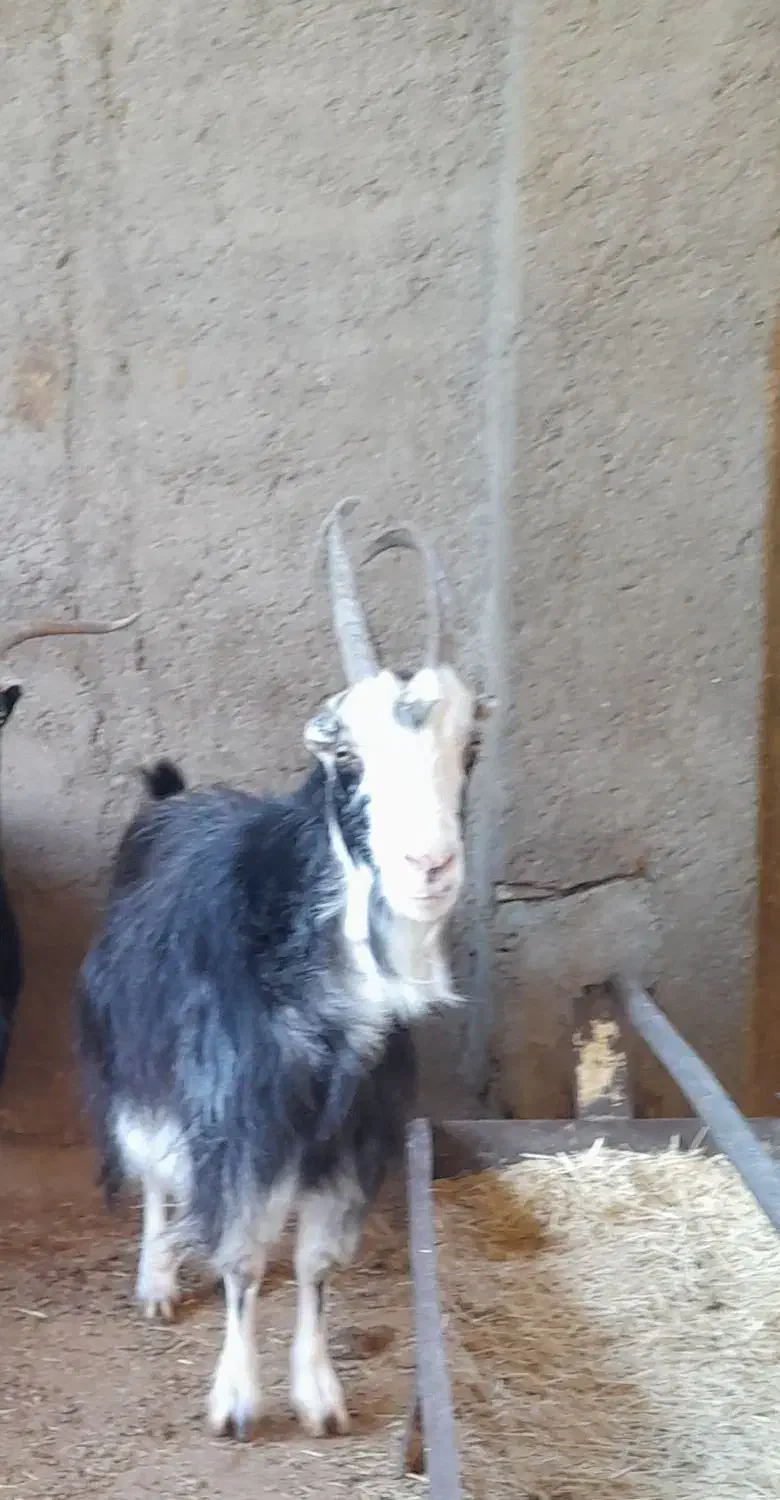 بز کشتاری|حیوانات مزرعه|پیشوا, |دیوار