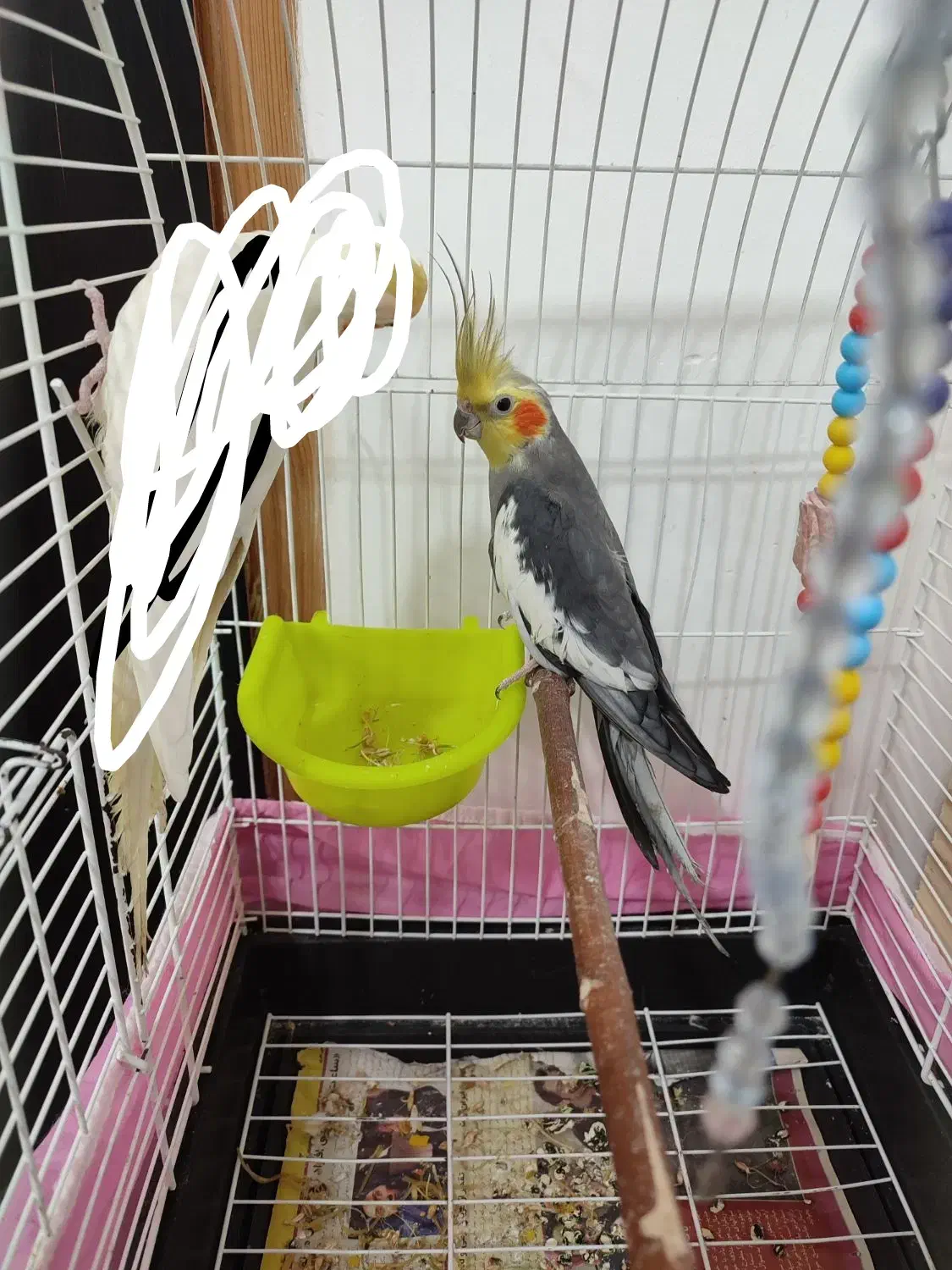 عروس هلندی نر بالغ|پرنده|آستانه اشرفیه, |دیوار