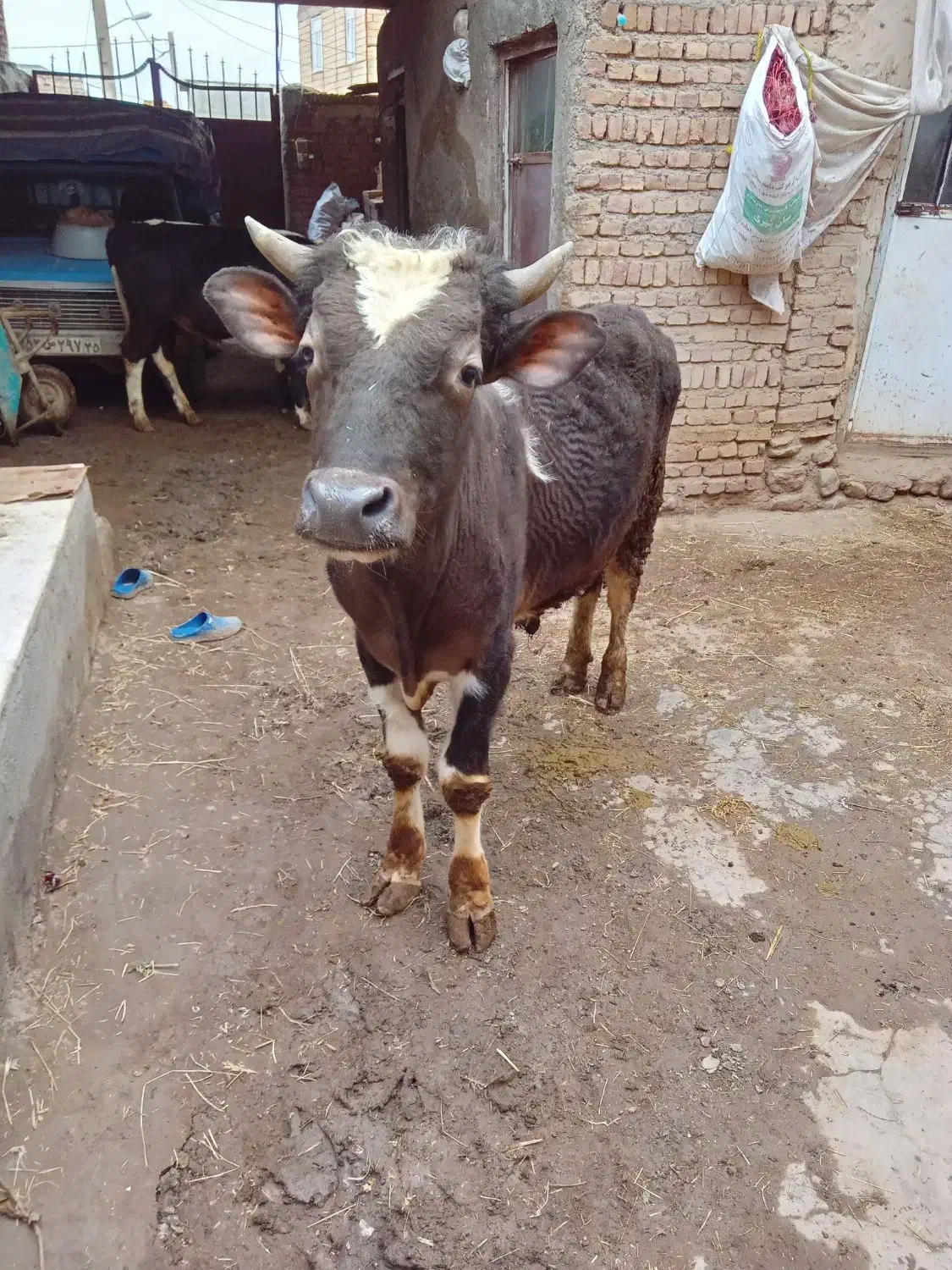 دو عدد گاو نز سیمینتال|حیوانات مزرعه|مهربان, |دیوار