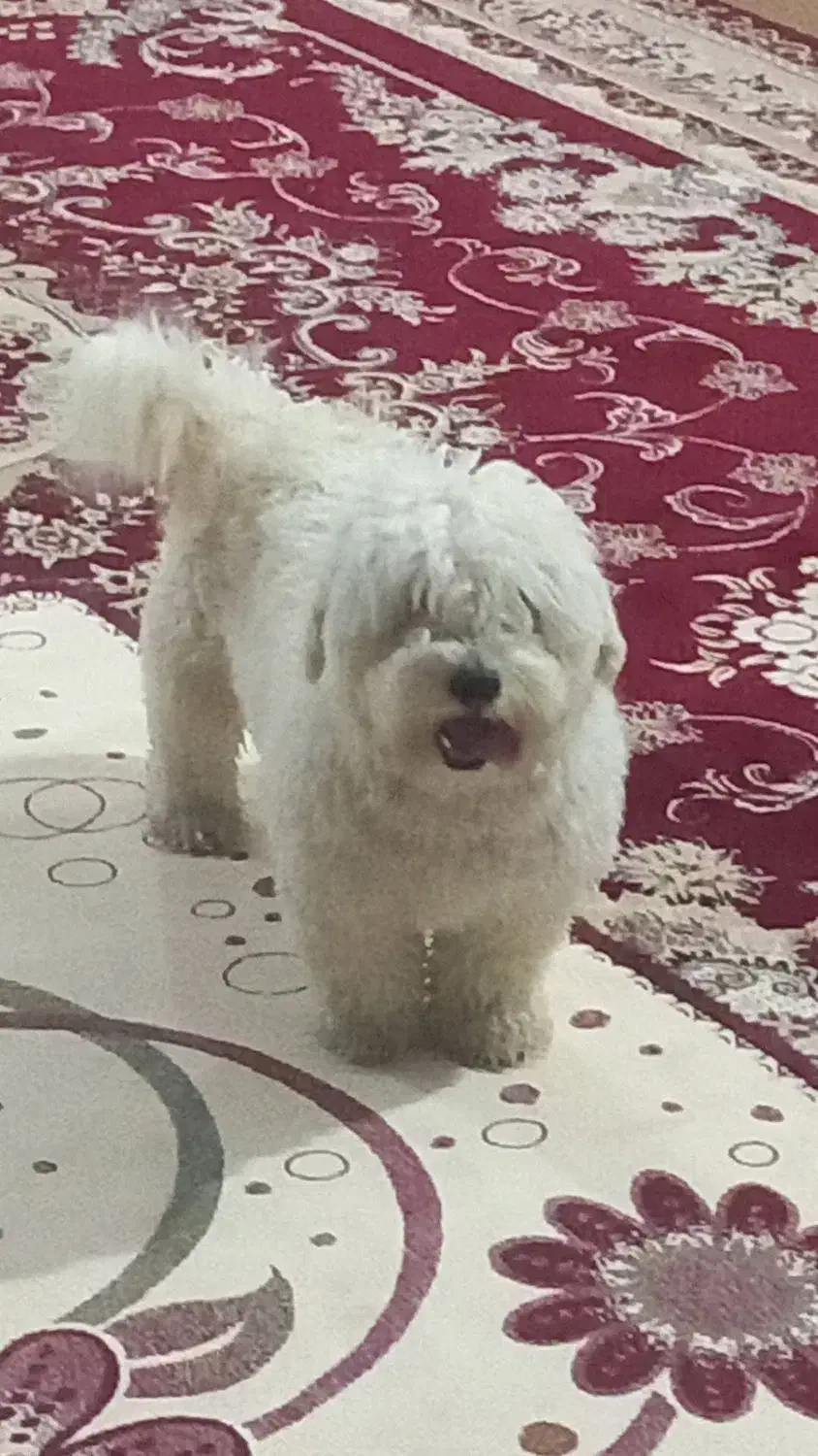 سگ شیتزو|سگ|ایلام, |دیوار