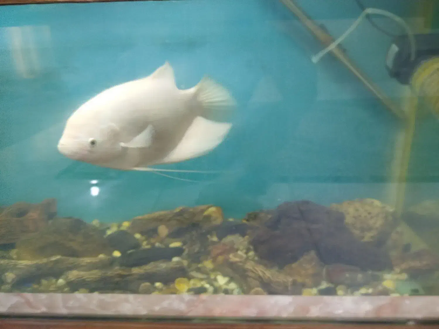 ماهی آکواریوم گوشت خوار معاوضه با چند تا لجن خوار|ماهی|زابل, |دیوار