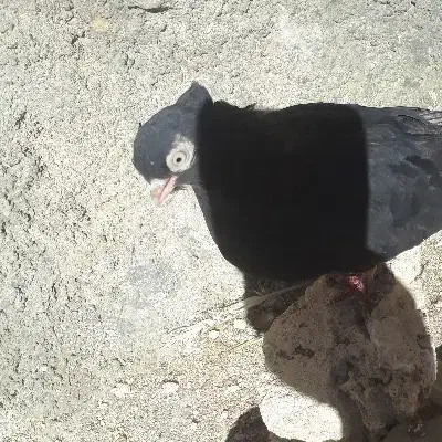 معاوضه کبوتر با عروس هلندی|پرنده|ایذه, |دیوار