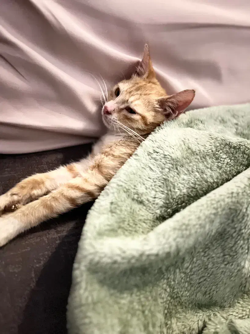 واگذاری گربه نر نارنجی|گربه|رشت, گلسار|دیوار