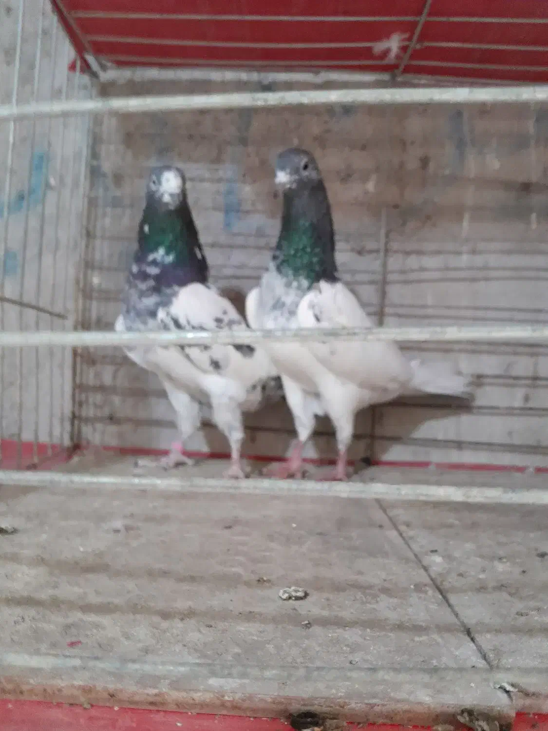 دو جفت کبوتر پرشی|پرنده|عنبرآباد, |دیوار