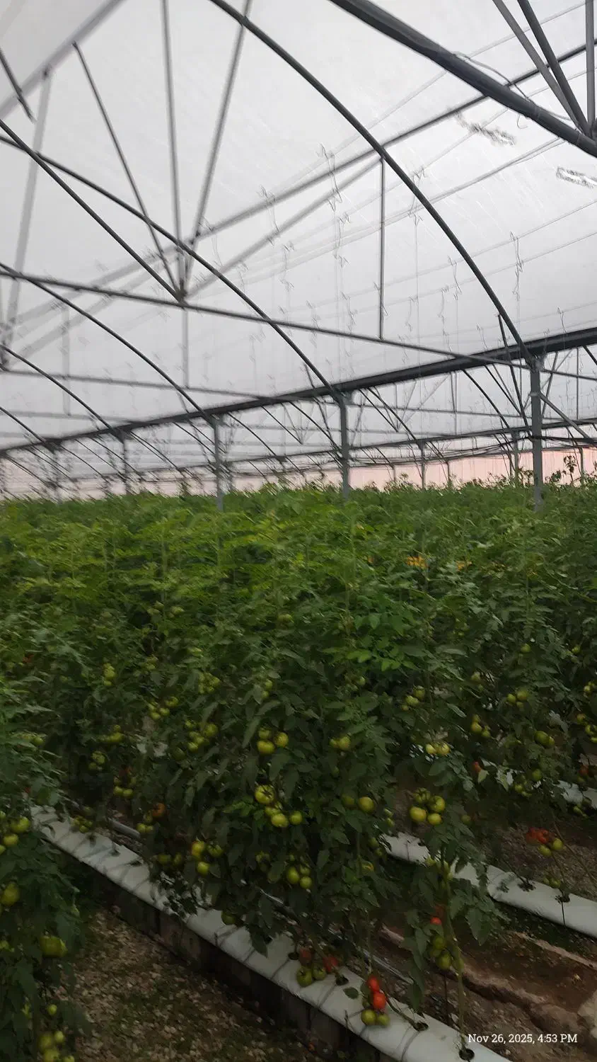 گوجه‌فرنگی گلخانه‌ای|خدمات باغبانی و درختکاری|هشتگرد, فاز ۳ مهستان|دیوار