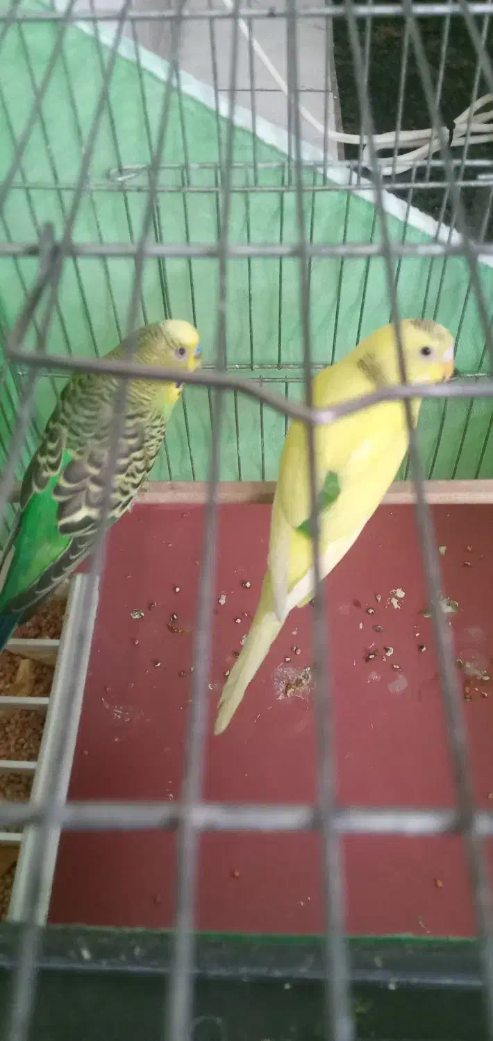 مرغ عشق جفت|پرنده|تهران, جیحون|دیوار