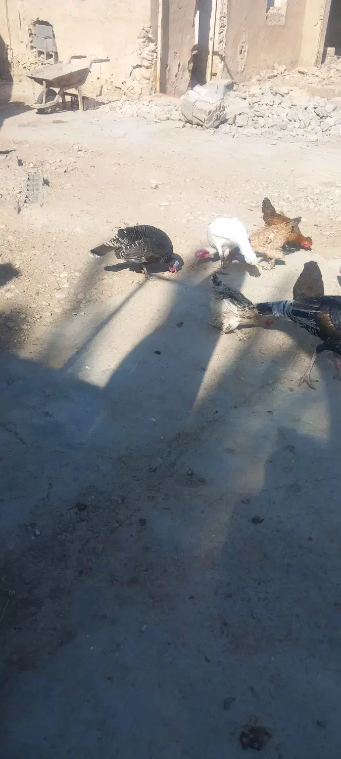 بوقلمون|حیوانات مزرعه|بهبهان, |دیوار