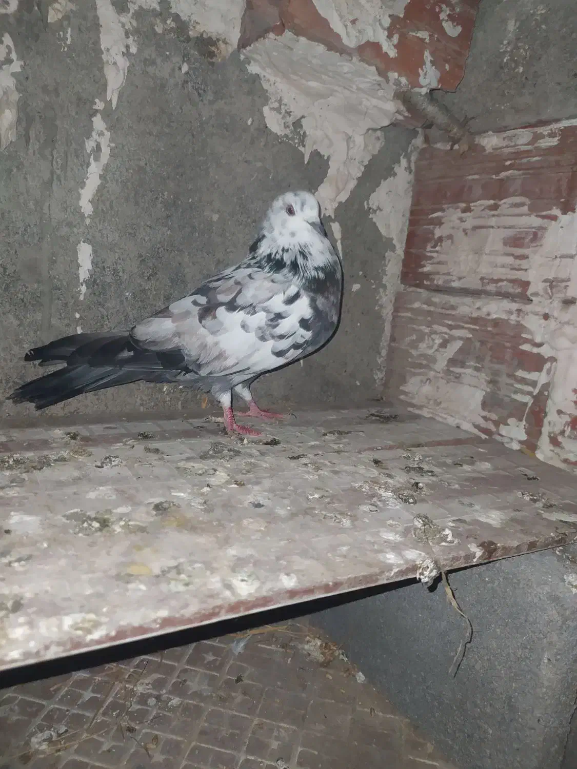 کبوتر|پرنده|خان ببین, |دیوار