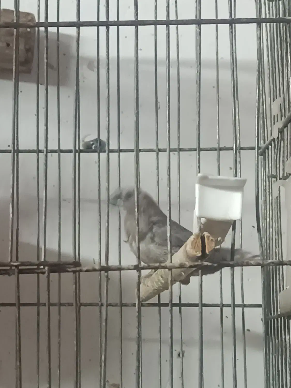 فنج بنگالی|پرنده|یزد, |دیوار