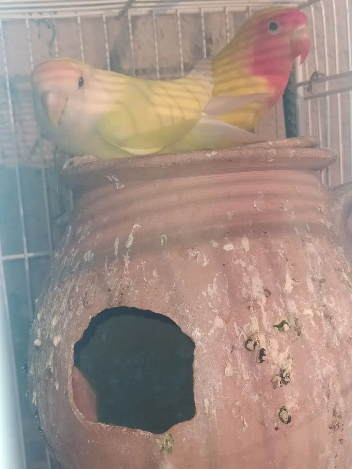 فنچ و کوتوله|پرنده|سراوان, |دیوار