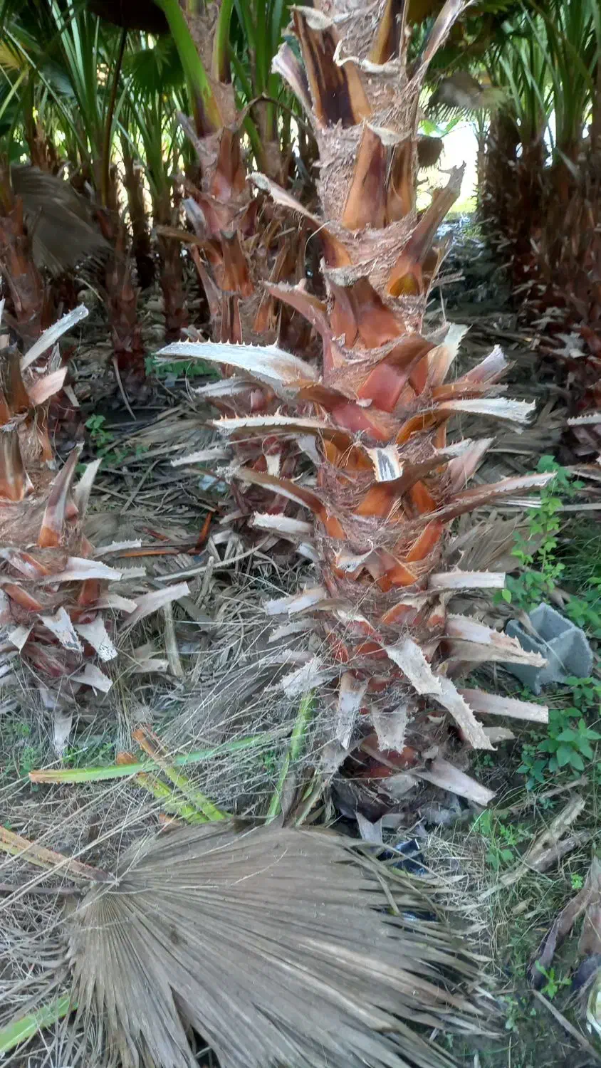 پالم واشنگتن تنه از ۲ متر الی ۳ متر تنه سرخ آناناس|خدمات باغبانی و درختکاری|آمل, |دیوار