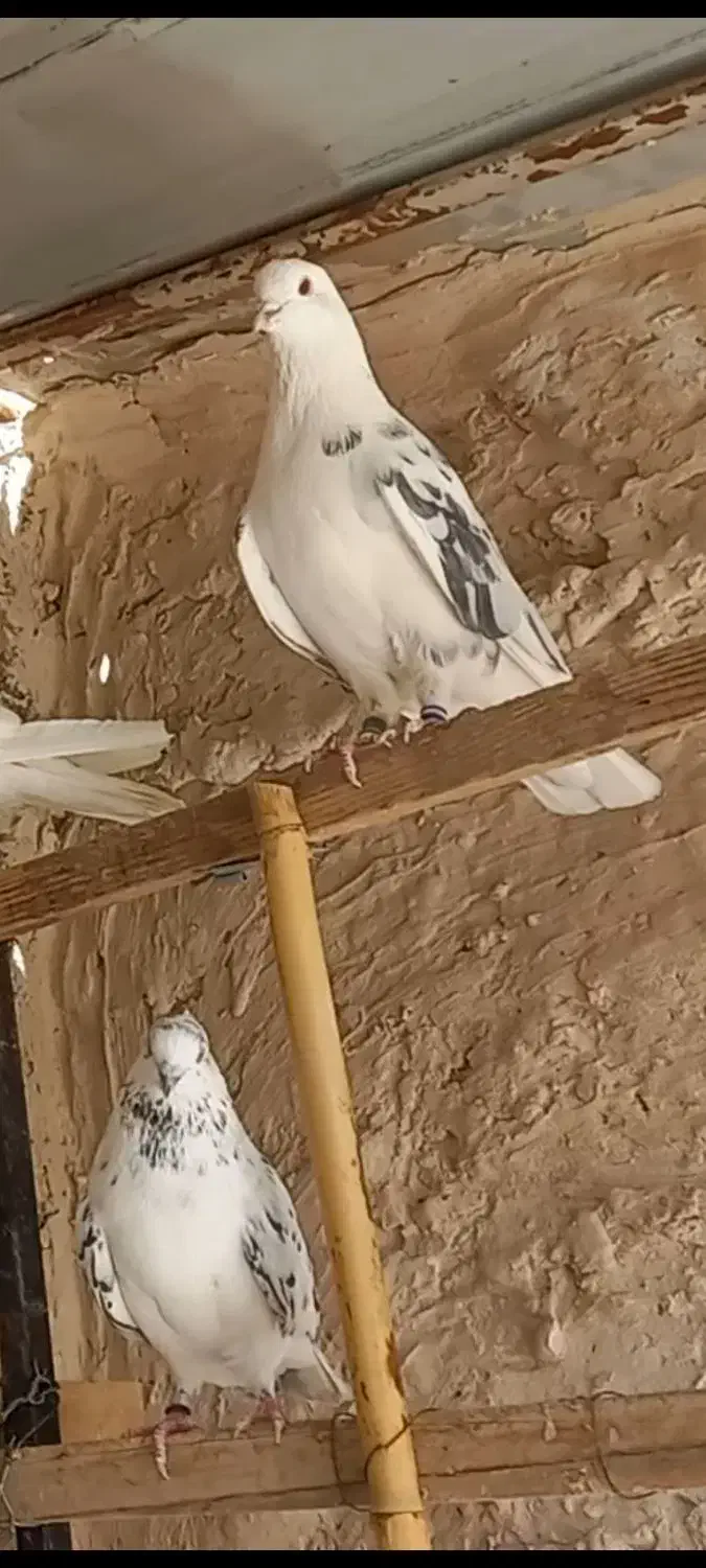 کفتر پرشی|پرنده|قرچک, محمد آباد|دیوار