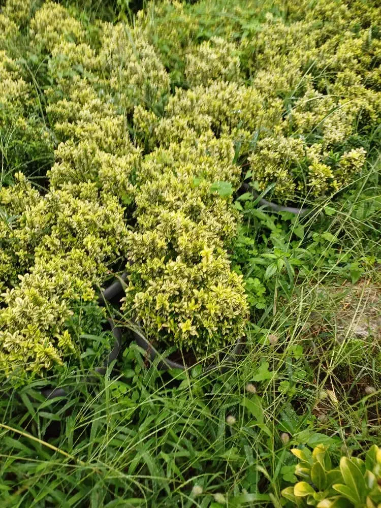 انواع گلهای باغ وباغچهویلاوبالکن|گل و گیاه طبیعی|تهران, ترمینال غرب|دیوار