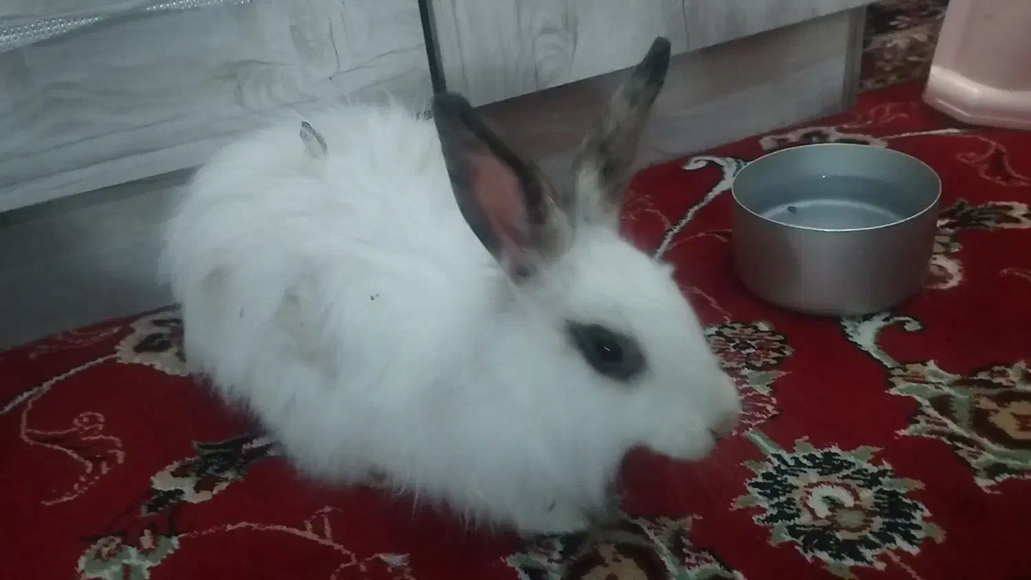 خرگوش|موش و خرگوش|دوتپه, |دیوار