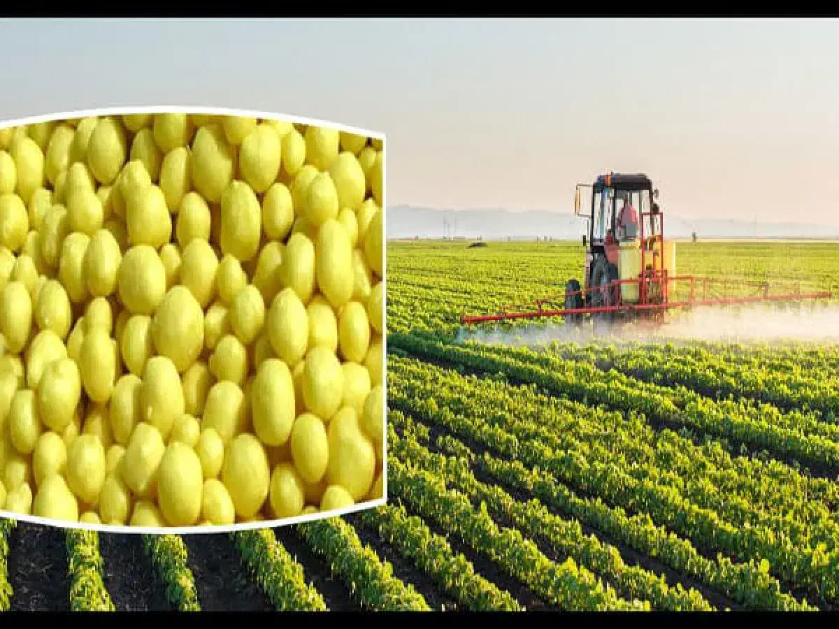 کود کشاورزی|خدمات باغبانی و درختکاری|مشهد, فرهنگ|دیوار