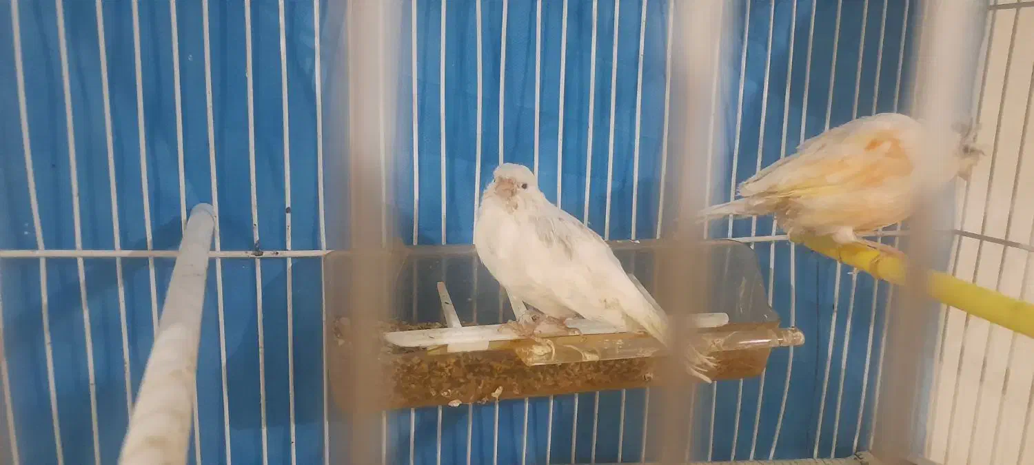 ۶ تا قناری|پرنده|مشهد, شهرک مهر آباد|دیوار