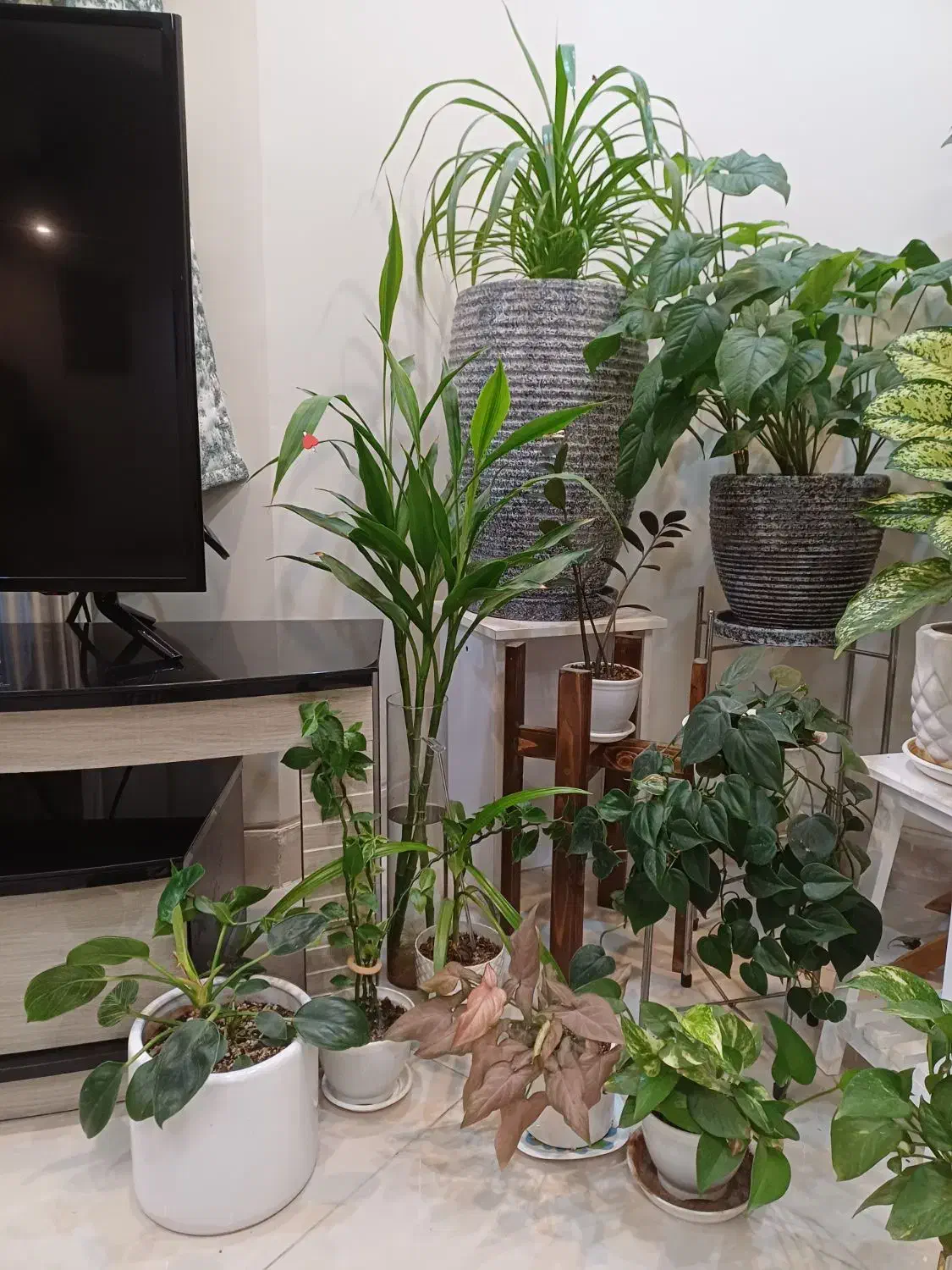 فروش گل های آپارتمانی به دلیل مهاجرت|گل و گیاه طبیعی|تهران, وردآورد|دیوار