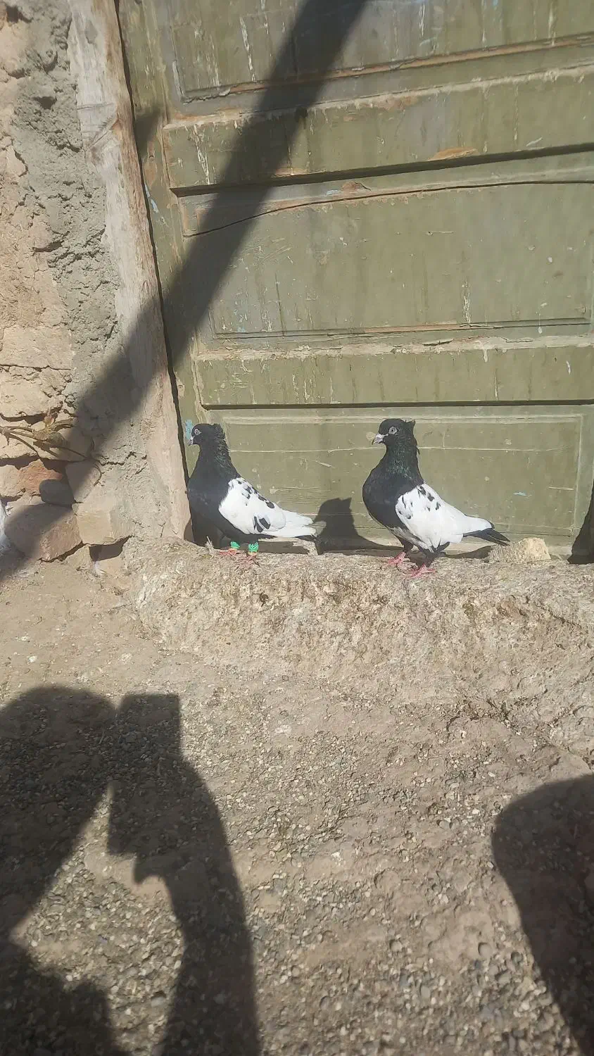 سلام کفتر فروشی|پرنده|دشتابی, |دیوار