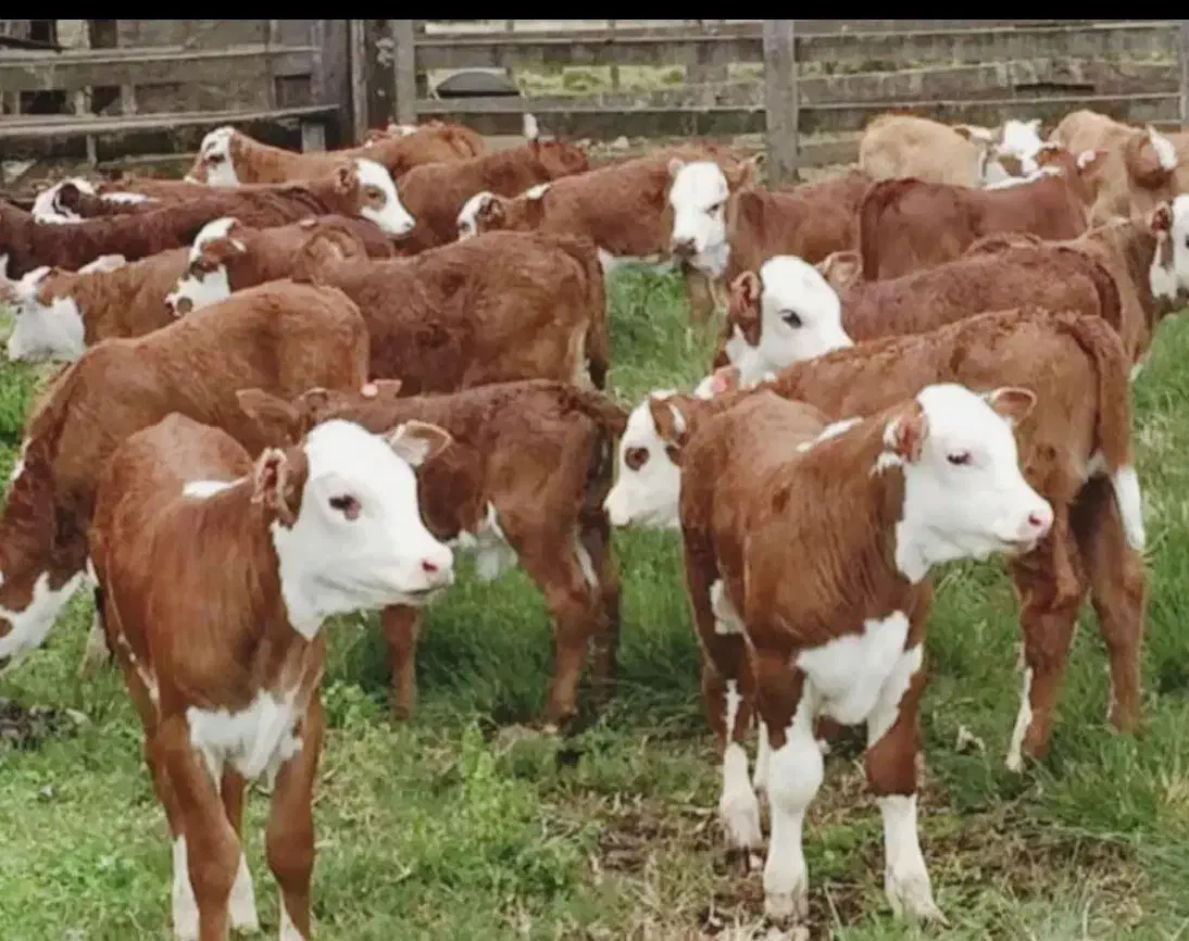 بزرگترین مرکز سیمینتال کل کشور|حیوانات مزرعه|شیراز, امام حسین|دیوار