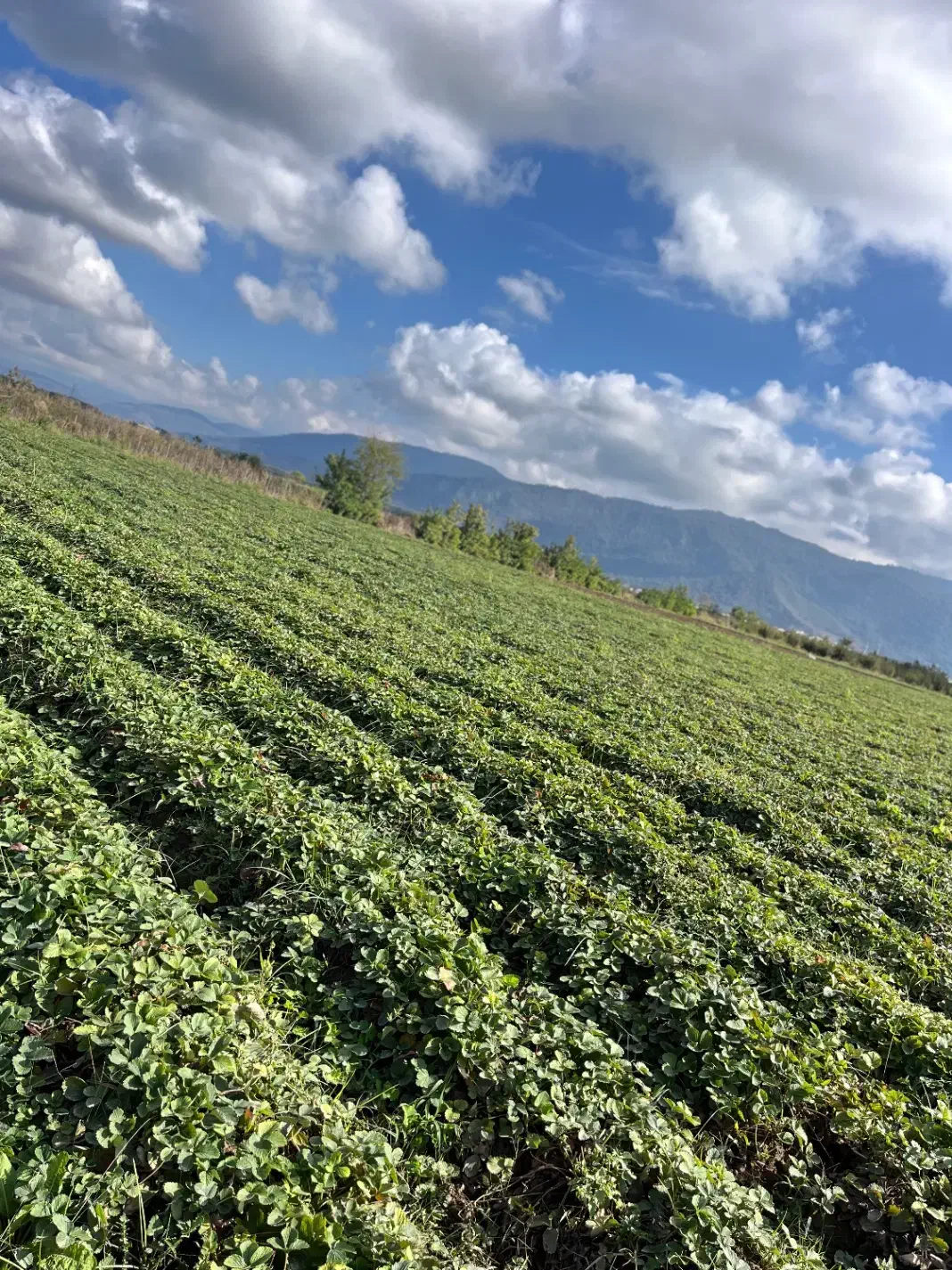 نهال توت فرنگی|خدمات باغبانی و درختکاری|دلند, |دیوار