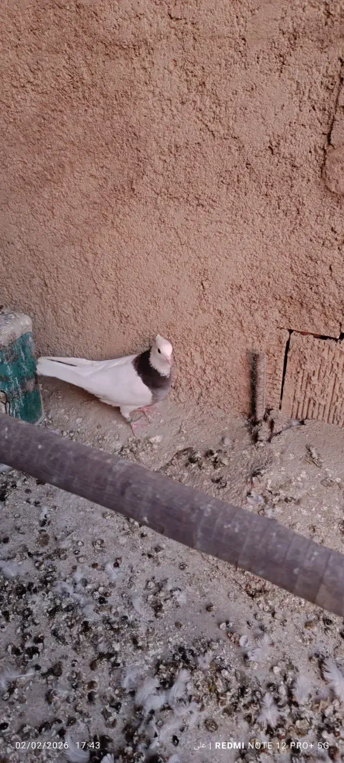 طوقی سینه ای|پرنده|مبارکه, |دیوار