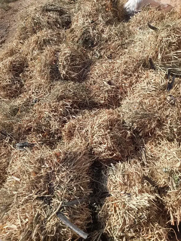 علف|حیوانات مزرعه|زنجانرود, |دیوار