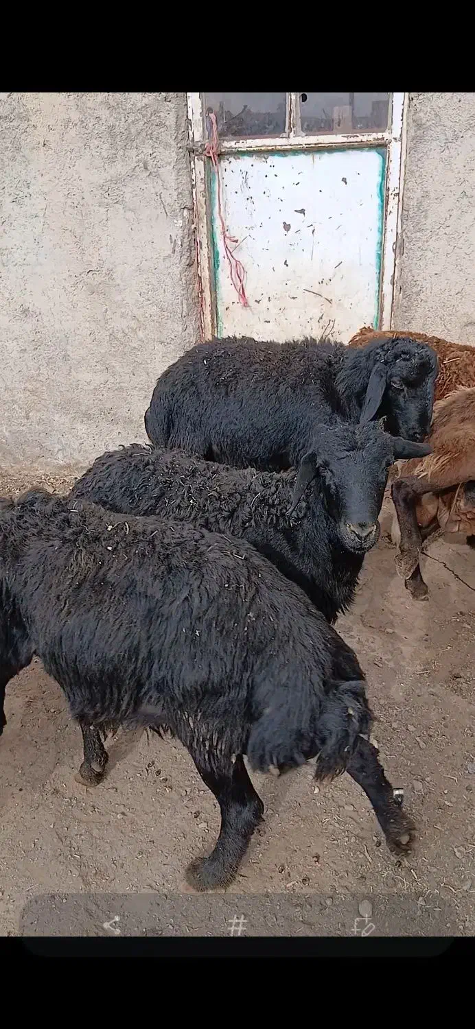 ۱۵ راس بره قوچ قره قزل اصل موفر موقعیت سیم فروشی|حیوانات مزرعه|خنداب, |دیوار