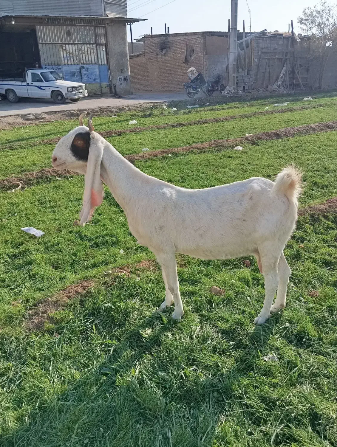 بز گلابی پاکستانی و بزغاله گلابی|حیوانات مزرعه|اصفهان, رهنان|دیوار