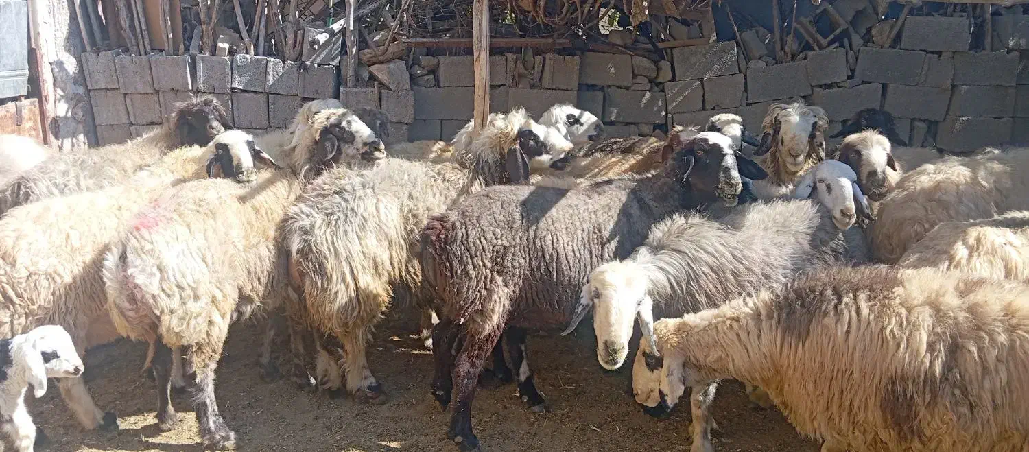 25راس میش داشتی|حیوانات مزرعه|ارژن, |دیوار