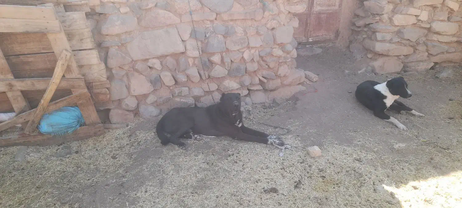 سگ ۳سال دهن پاک|سگ|سلفچگان, |دیوار