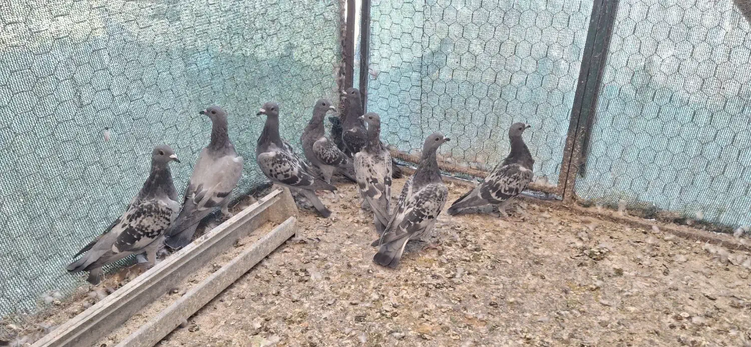 کبوتر کفتر پلاکی زرهی چاپی مسافتی مسابقه ای|پرنده|اصفهان, سپاهانشهر|دیوار