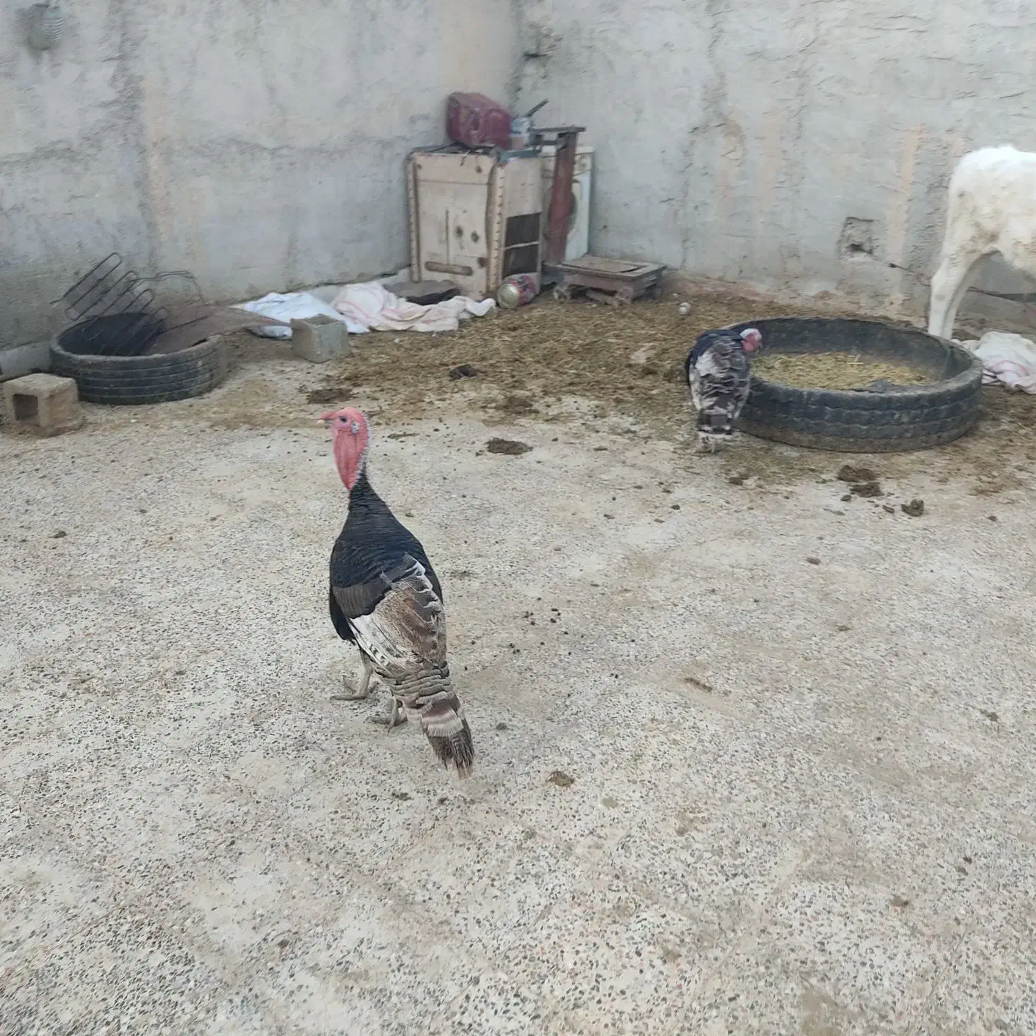 بوقلمون|حیوانات مزرعه|رامشیر, |دیوار