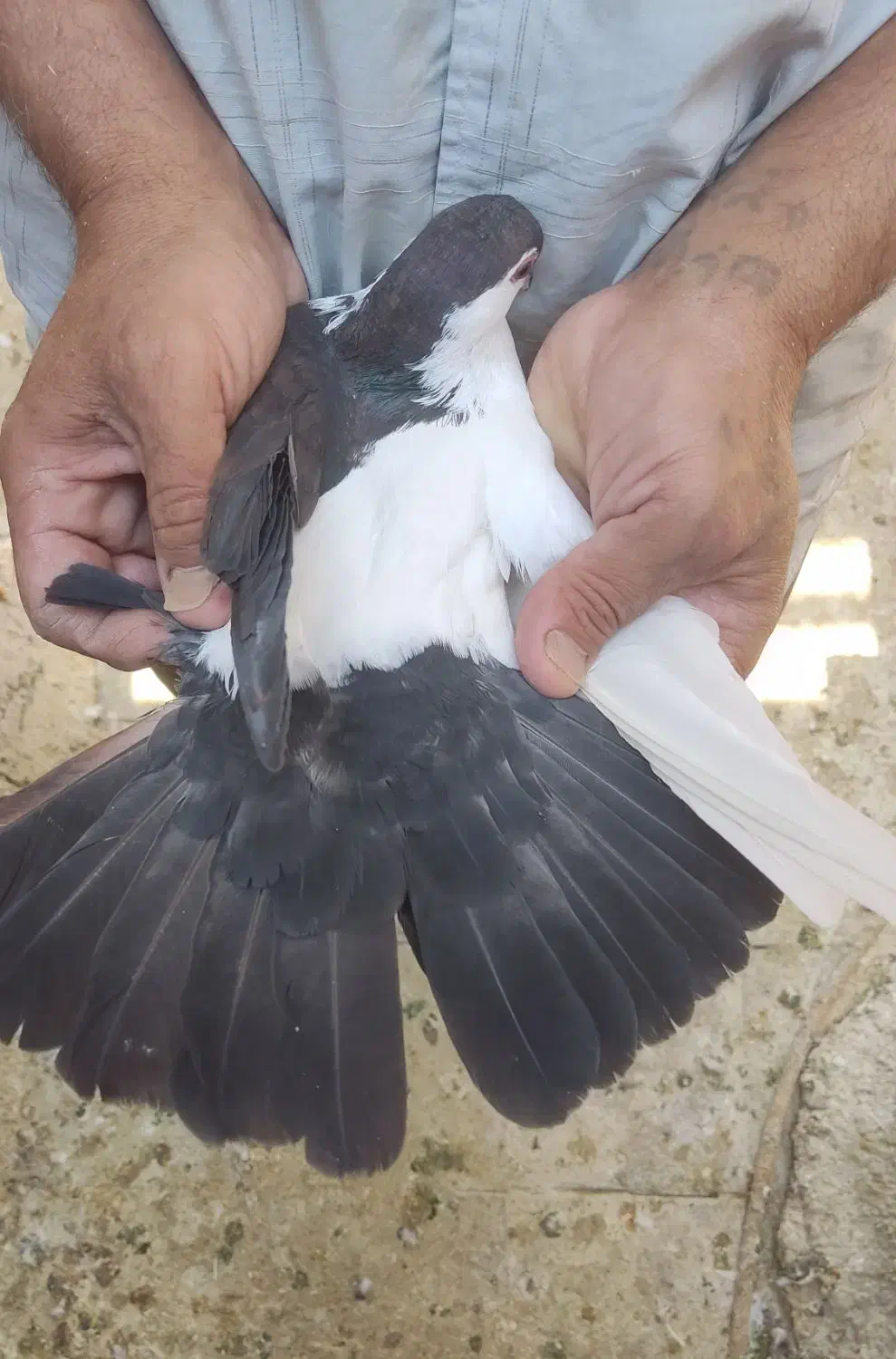 ماده چپ دم|پرنده|اهواز, امانیه|دیوار