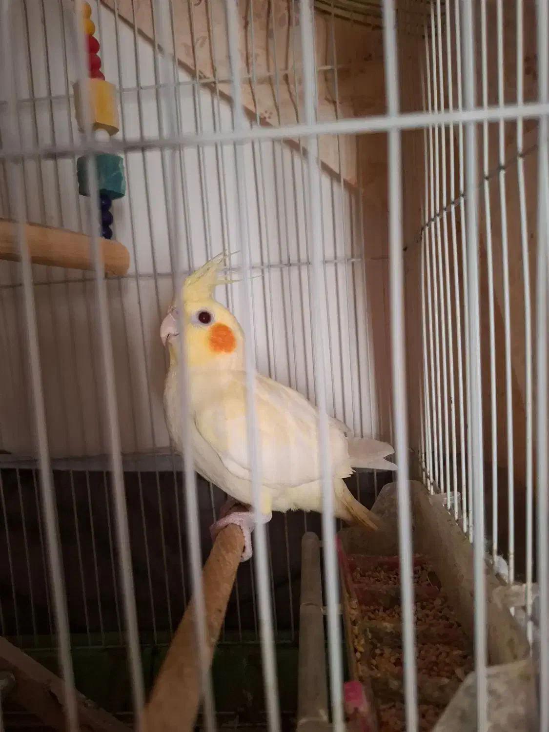 عروس ماده|پرنده|رشت, فرزانه|دیوار