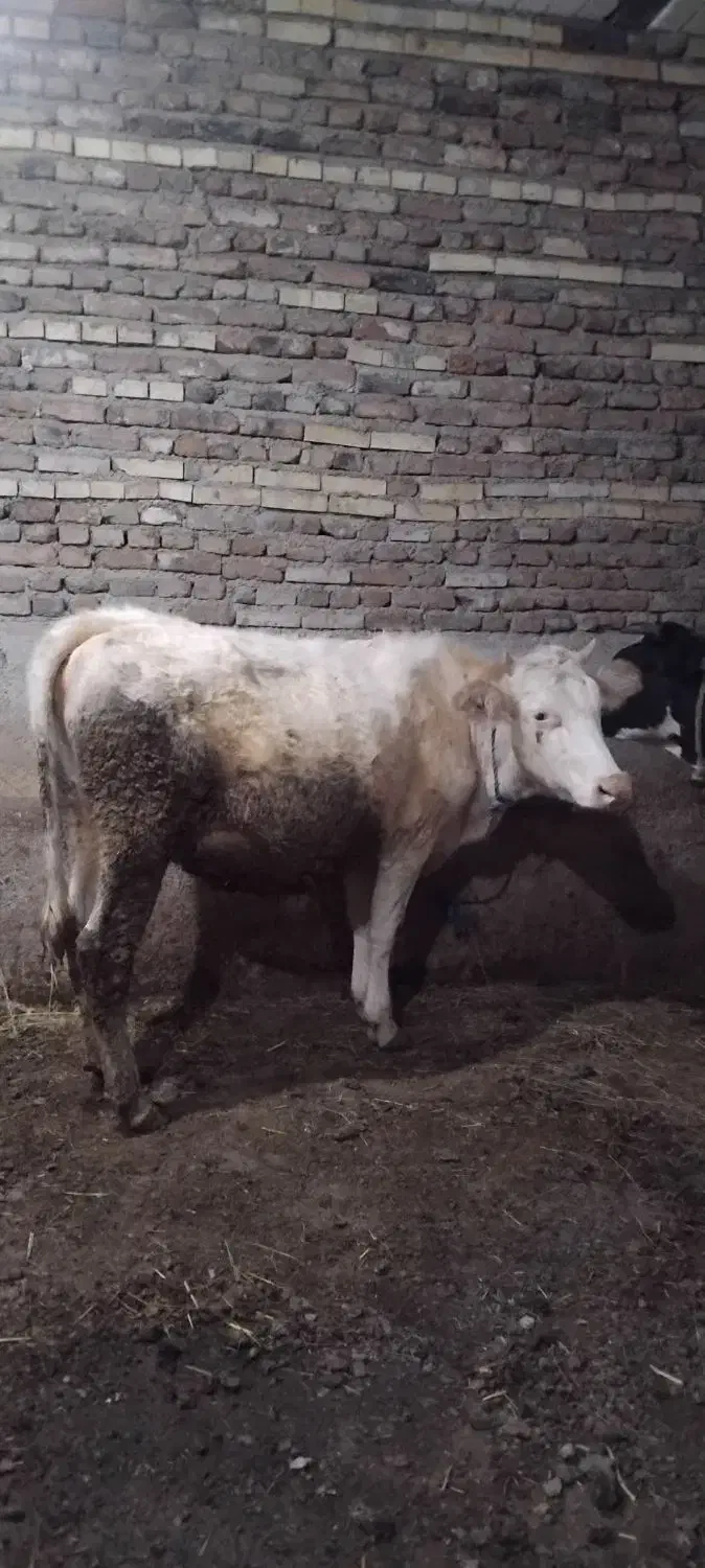 گاوشیری|حیوانات مزرعه|اردبیل, |دیوار