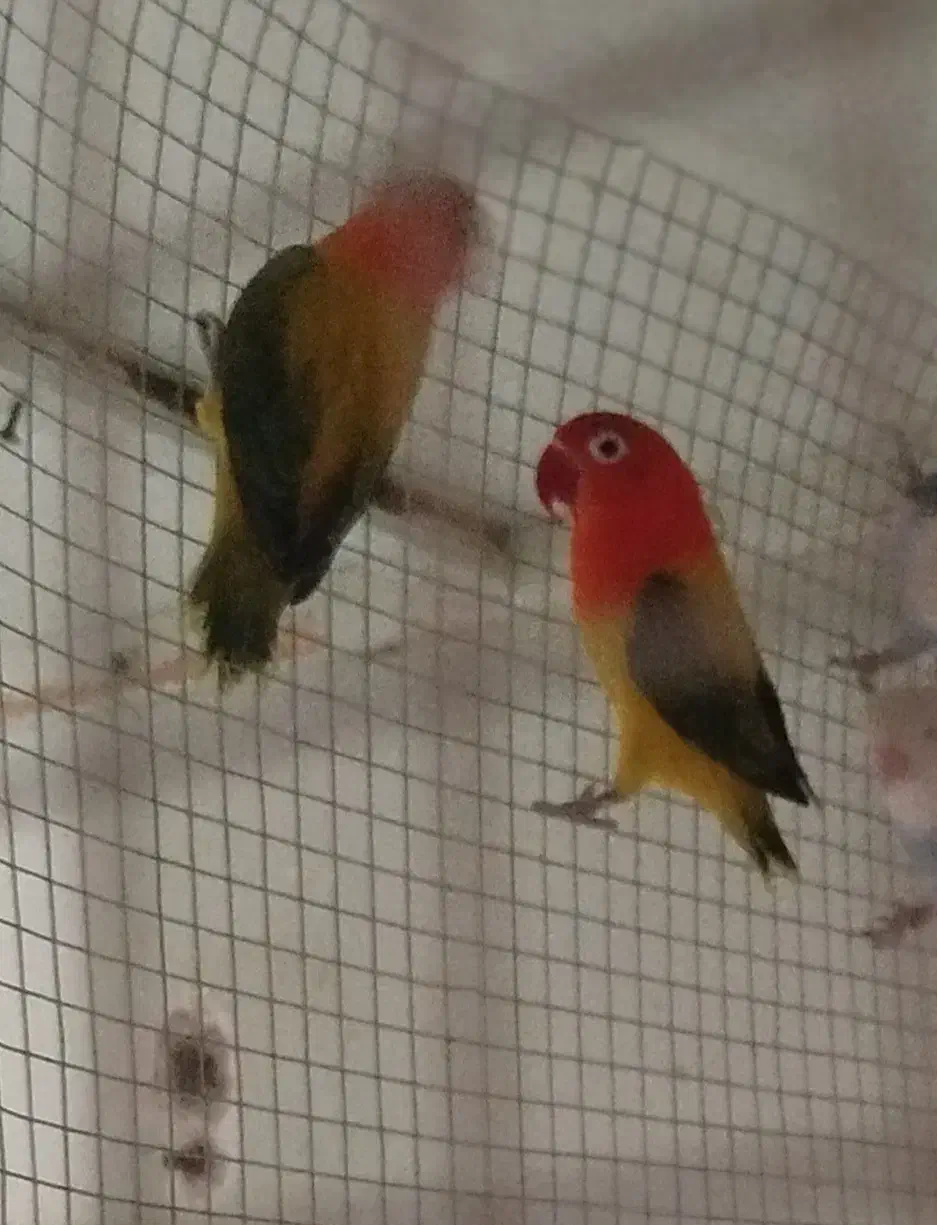 طوطی کوتوله یا برزیلی|پرنده|بندرعباس, |دیوار