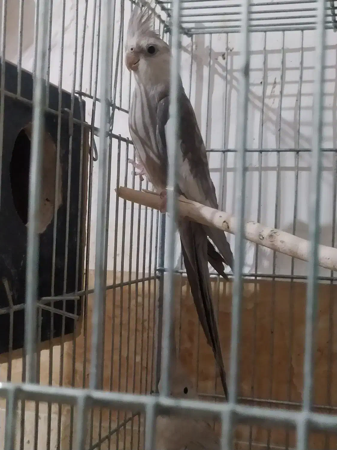 وایت فیس کینگ سایز|پرنده|رامشیر, |دیوار