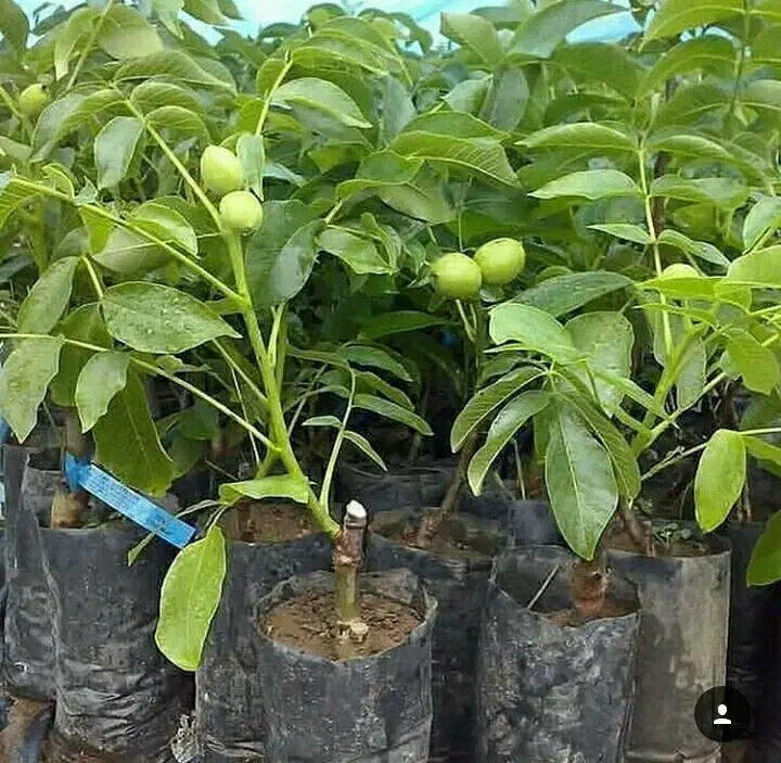 شرکت و نهالستان سرو نهال (نعمتی)|خدمات باغبانی و درختکاری|سنندج, |دیوار