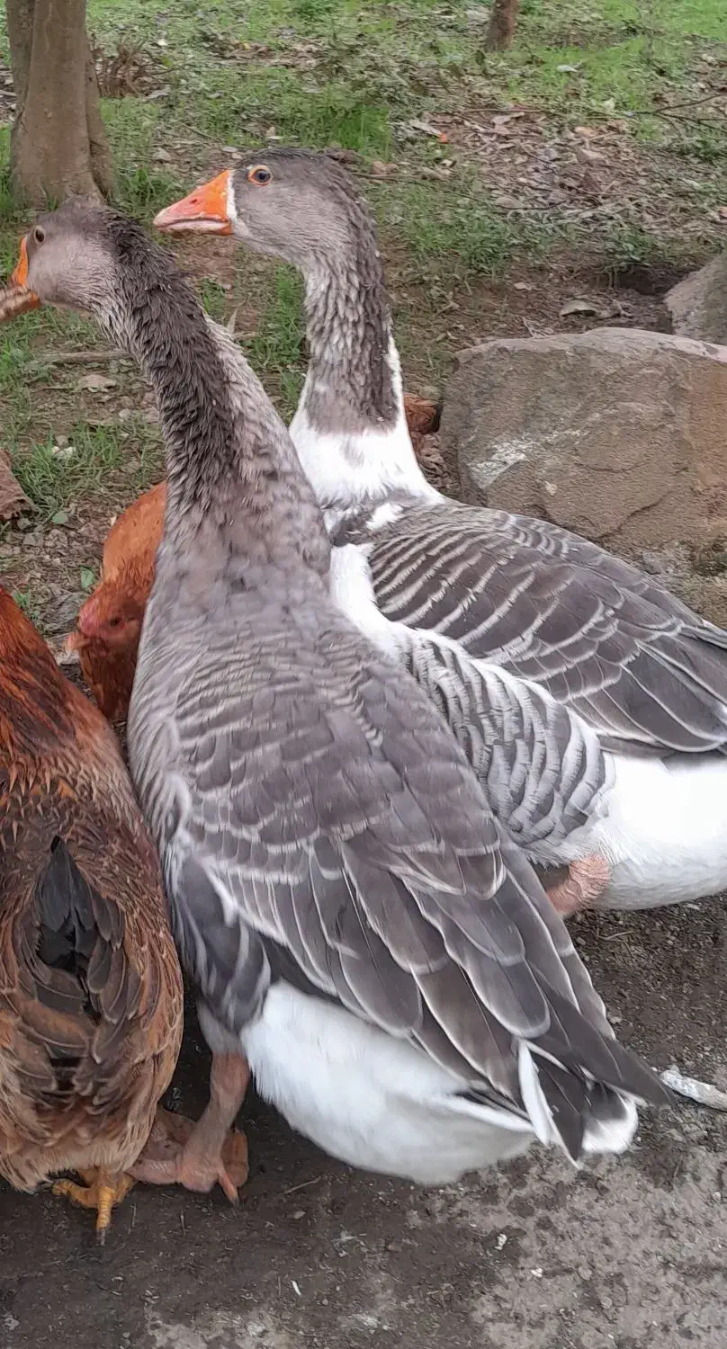 غاز محلی و خروس|حیوانات مزرعه|لاهیجان, آهندان|دیوار