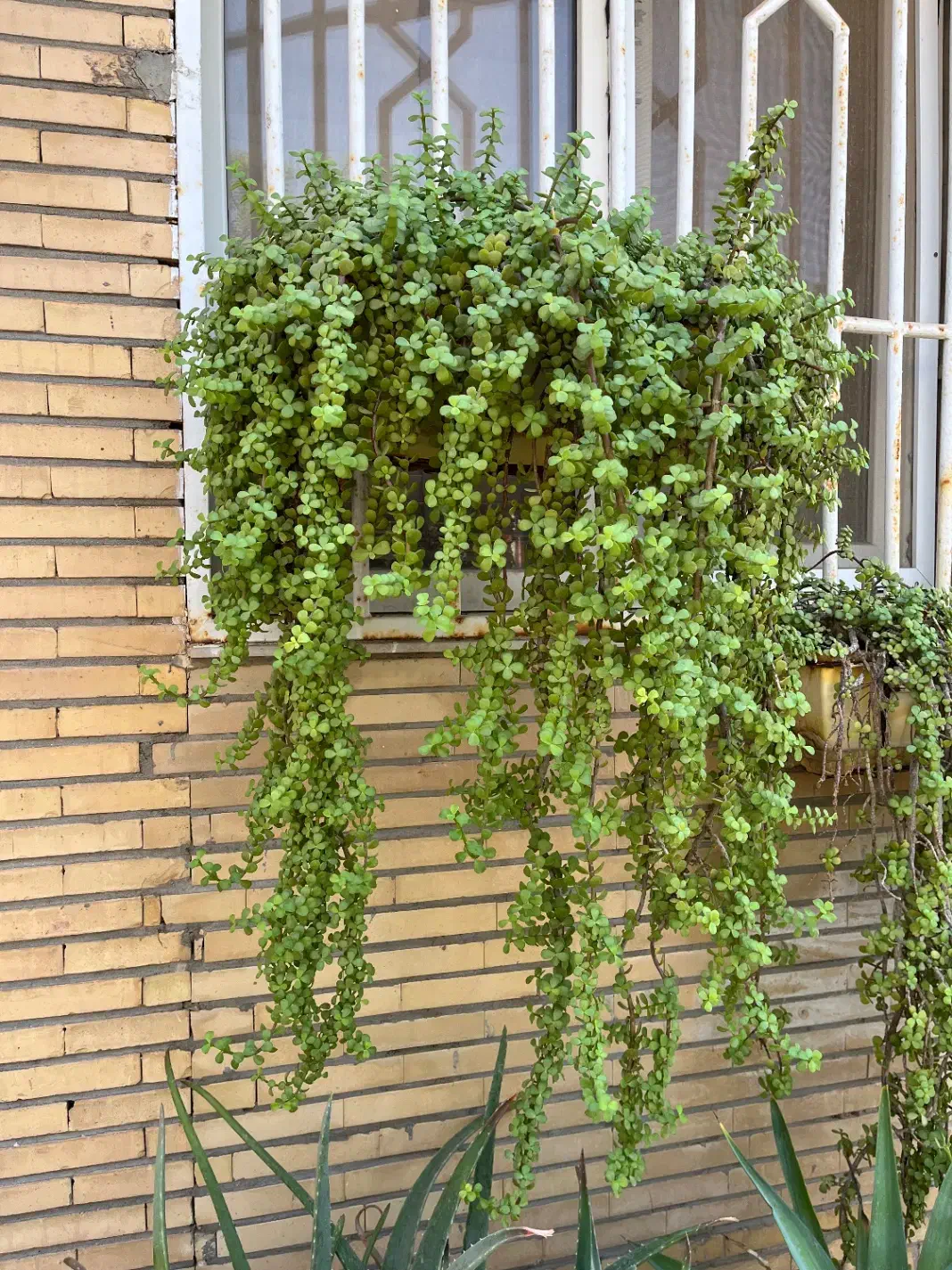 گلدان اویز|گل و گیاه طبیعی|بندر ماهشهر, |دیوار