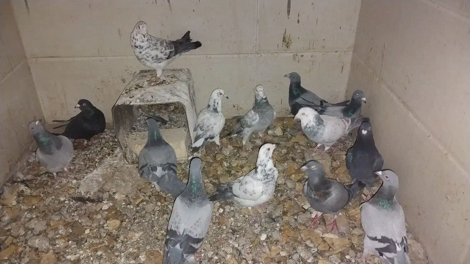 دسته پلاکی و اصفهانی|پرنده|یزد, |دیوار