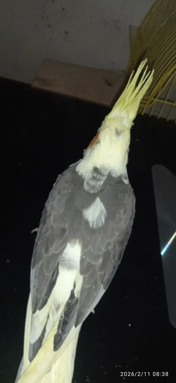 عروس هلندی|پرنده|قشم, |دیوار