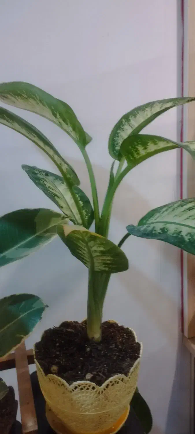 گل گیاه آپارتمانی|گل و گیاه طبیعی|بیرجند, |دیوار