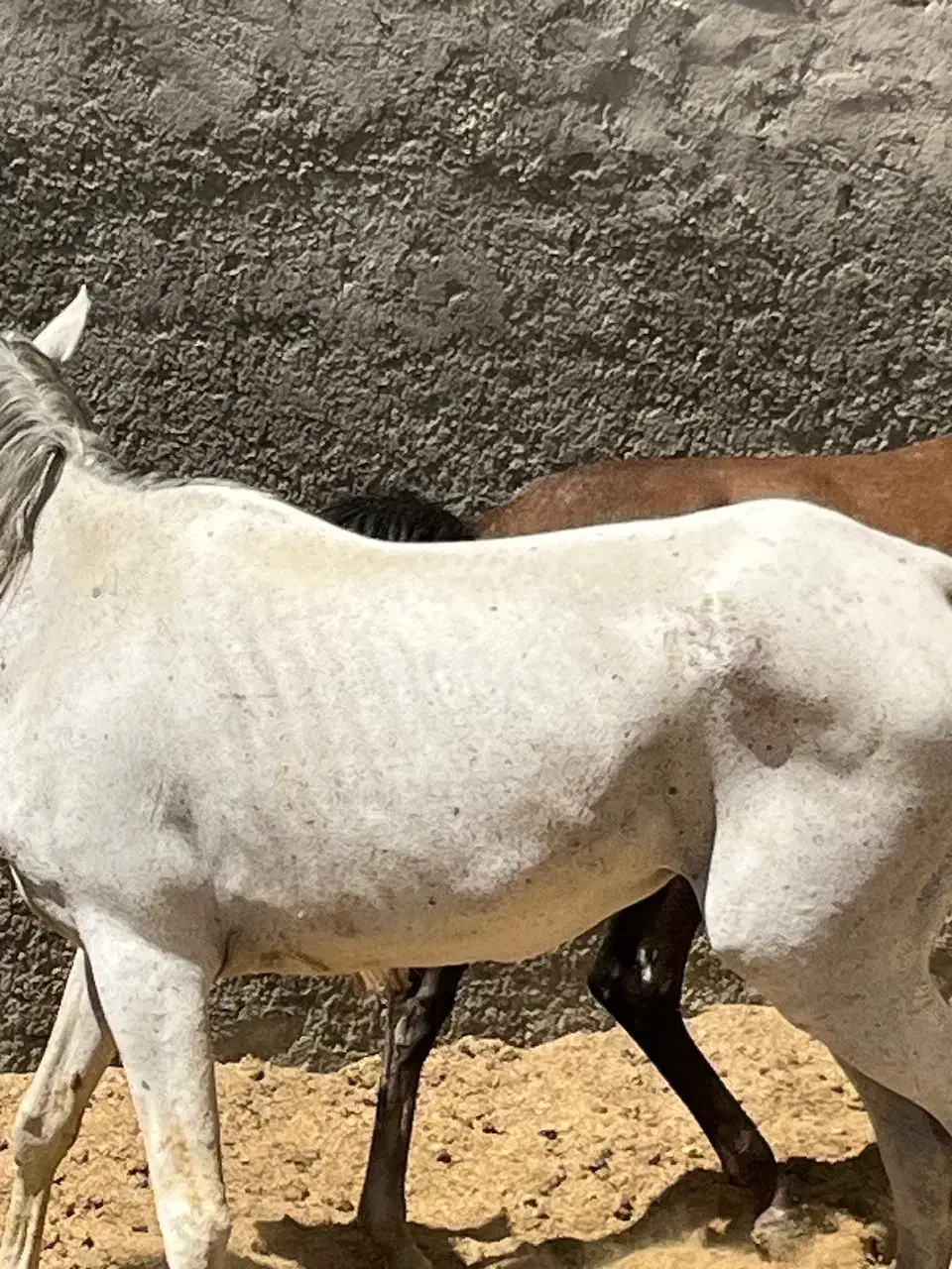 اسب نژاد ترک وعرب به بالاترین قیمت|اسب و تجهیزات اسب‌سواری|رودهن, |دیوار